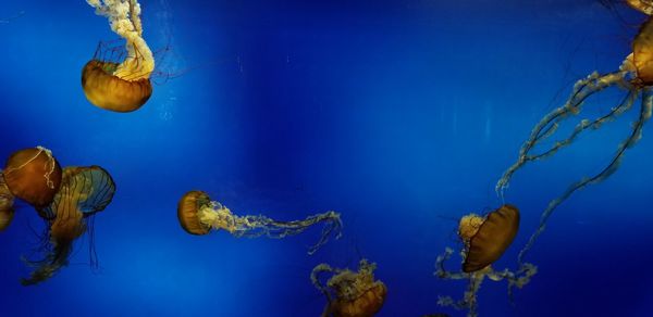 View of jellyfish swimming in sea