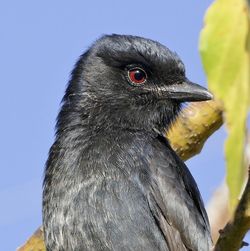 Close-up of a bird looking away