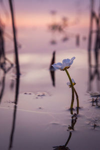 Close-up of flowering plant against lake during sunset