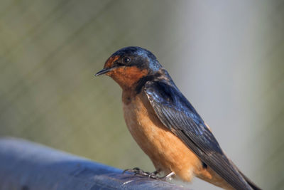 Close-up of bird perching