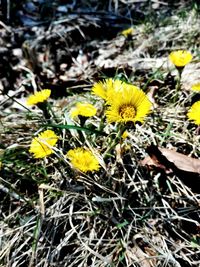 High angle view of yellow flowering plant on field