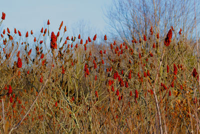 Red flowers growing on field