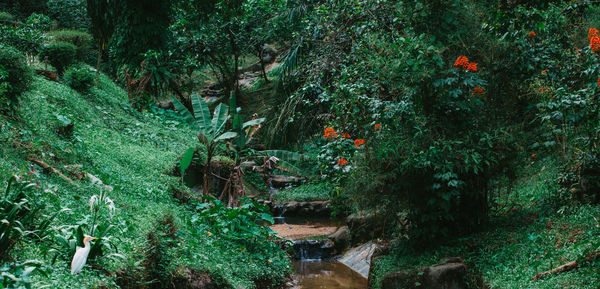 Plants growing in forest