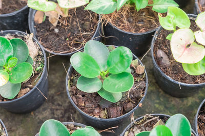 High angle view of potted plants growing on field