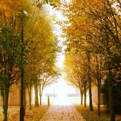 Narrow pathway along trees