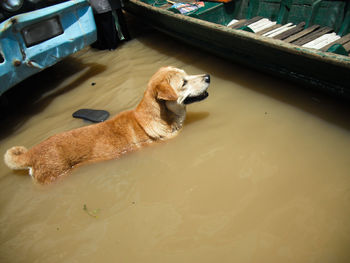 High angle view of dog in water