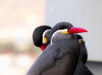 Close-up of a bird