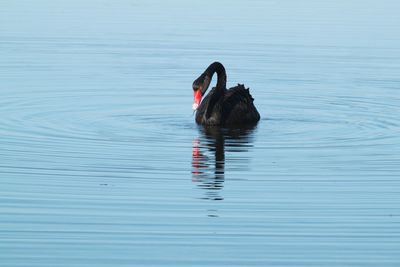 Black swan swimming in a lake