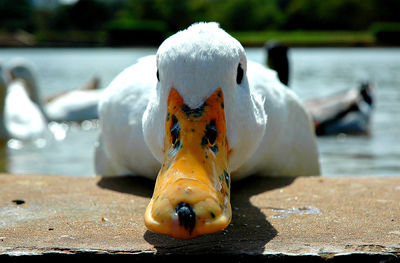 Close-up of swan in lake