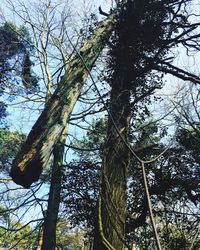 Low angle view of trees in forest against sky