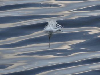 Close-up of white feather on water
