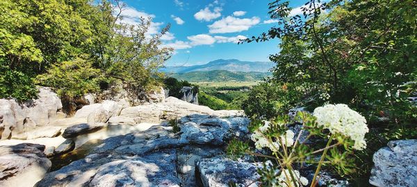 Plants growing on rocks against sky