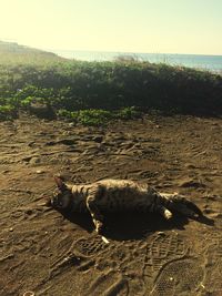 Scenic view of beach