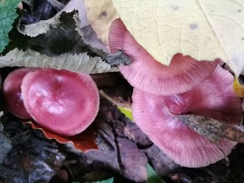 Close-up of pink leaves