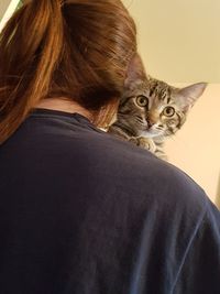 Rear view portrait of cat by window