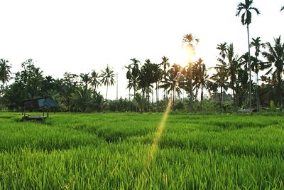 Scenic view of grassy field against clear sky