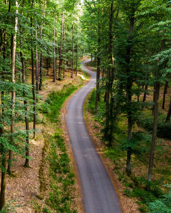 Road amidst trees in forest