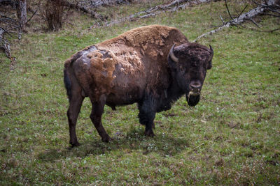 Horse grazing in grass