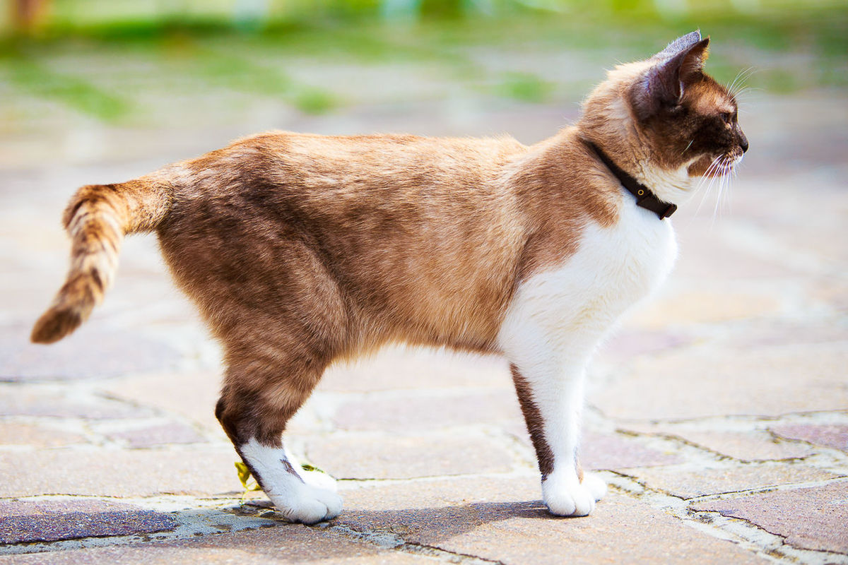 animal themes, one animal, domestic animals, mammal, pets, looking away, domestic cat, street, full length, focus on foreground, side view, feline, cat, outdoors, sitting, day, standing, sunlight, close-up, no people