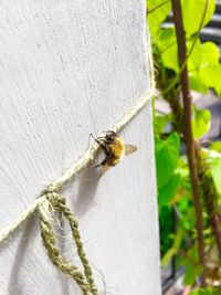 Close-up of insect