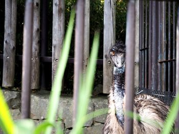 Close-up of bird in cage