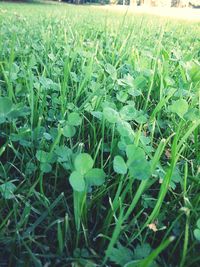 Plants growing on grassy field