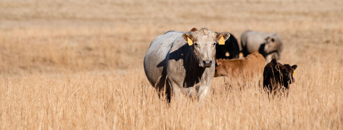 Panorama of beef cows and calves in tall, dormant grass pasture with negative space to the left.