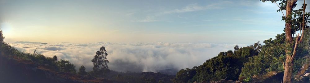 Panoramic view of trees against sky