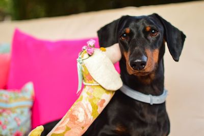 Portrait of black dog