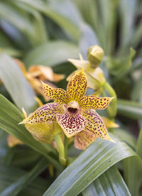 Close-up of flower on plant