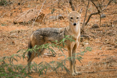 Chasing a fox while fox's chasing it's prey.