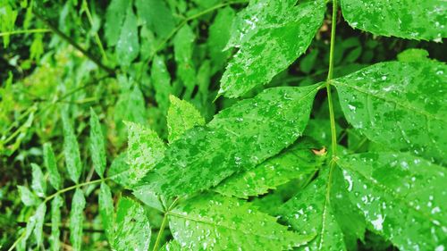 Full frame shot of leaves