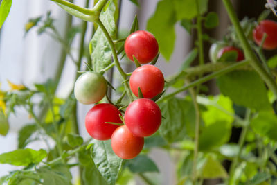 Close-up of cherries on plant