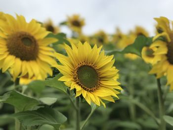 Close-up of yellow flowering plant