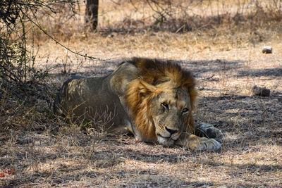 Lioness sitting on field