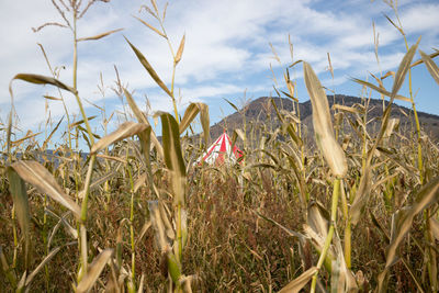 Close-up of plants growing on field against sky