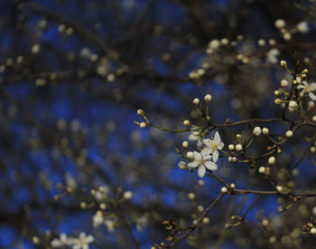 Close-up of branches against blurred background