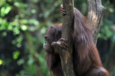 Orangutan hanging on tree in forest