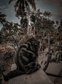 Cat looking away while sitting on tree