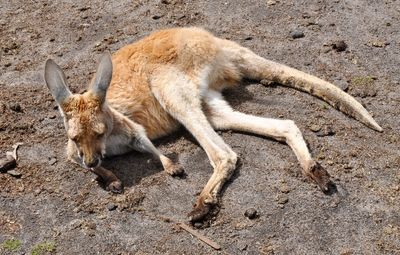 Close-up of an animal lying down