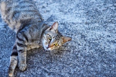 High angle portrait of a cat