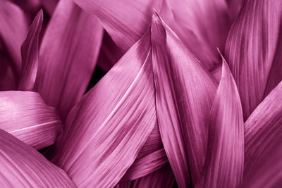 A tropical leaves a trending colors magenta purple close up.