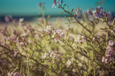 Close up of a cakile maritima known as european searocket growing on a sandy beach