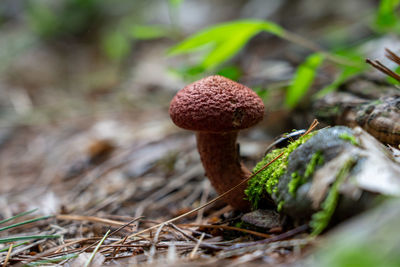 fungus