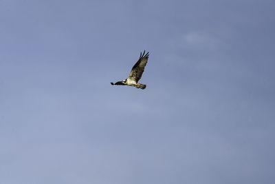 Low angle view of eagle flying in sky