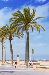 Palm trees by road against sky in city