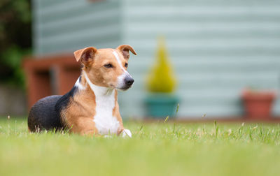 Dog resting on field