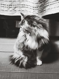 Cat looking away while sitting on floor