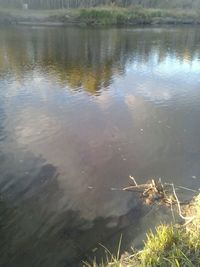 Reflection of trees in water