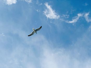 Low angle view of bird flying against sky
